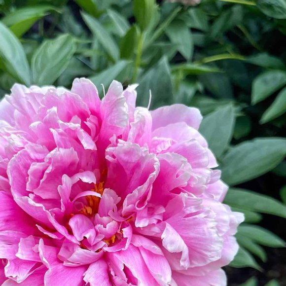 WOMEN'S CLOTHES----> - Picture 11 of 14